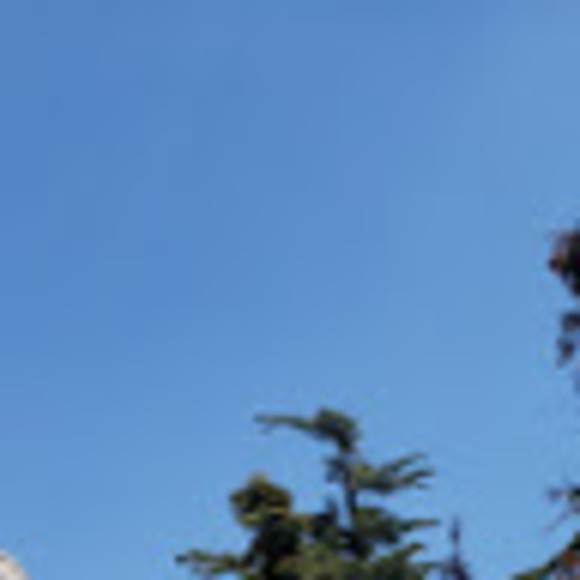 Meet your Posher, Mooji - Picture 1 of 1